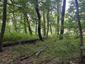 Žltochvost lesný ( hôrny) (21.5.2023)