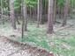 brhlík lesný (obyčajný) (21.5.2023)