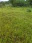 Suchomilné travinnobylinné a krovinové porasty na vápnitom podloží (*dôležité stanovištia Orchideaceae) (14.7.2014)