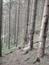 Orešnica perlavá (2.6.2023)