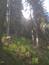 Oriešok hnedý (obyčajný) (2.6.2023)