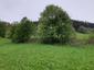 Vrana popolavá (30.5.2023)