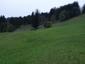 Žltochvost lesný ( hôrny) (30.5.2023)