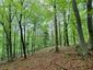 trasochvost biely (19.5.2023)