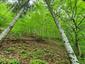 trasochvost biely (19.5.2023)