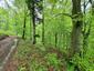 Žltochvost lesný ( hôrny) (19.5.2023)