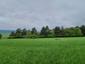 Žltochvost lesný ( hôrny) (19.5.2023)