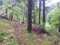trasochvost biely (7.6.2023)