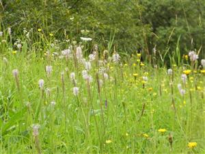 pohlad do koseneho porastu na terasach