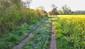 trasochvost biely (25.5.2023)