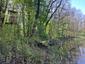 Žltochvost lesný ( hôrny) (26.4.2023)