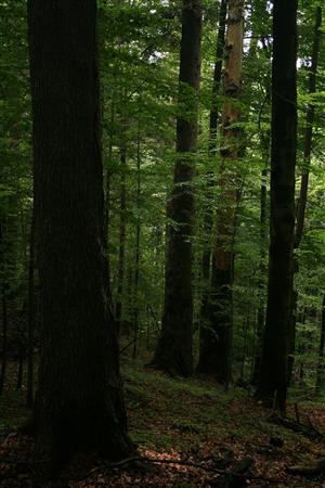 Fotografia zachytáva biotop Rhysodes sulcatus na lokalite