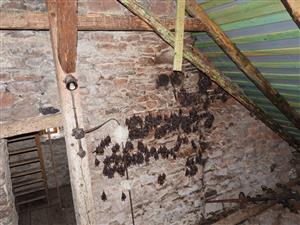 Kolónia Myotis myotis