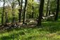 plocháč červený (18.4.2014)