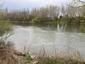 chochlačka vrkočatá (19.3.2023)