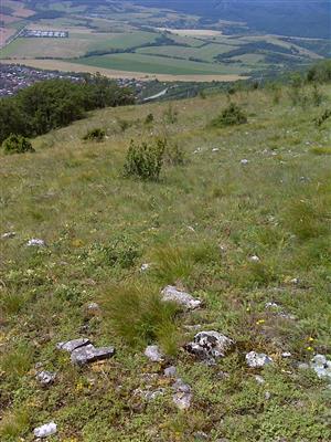 Záber na monitorovaný biotop.