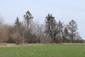 sova lesná (obyčajná) (21.4.2023)