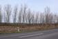 sova lesná (obyčajná) (21.4.2023)