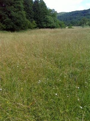 Záber na monitorovaný biotop.