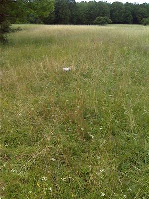 Záber na monitorovaný biotop.