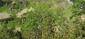 kolibiarik zelený (15.7.2023)