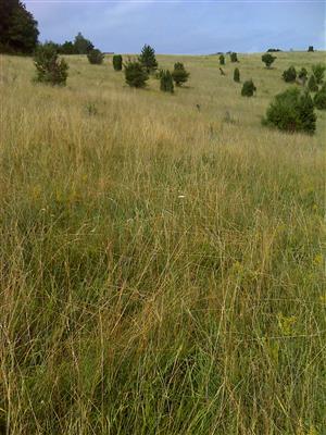 Záber na monitorovaný biotop.