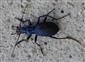 Carabus intricatus