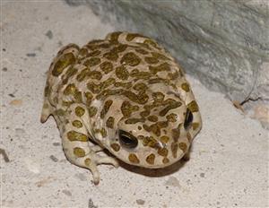 Bufo viridis