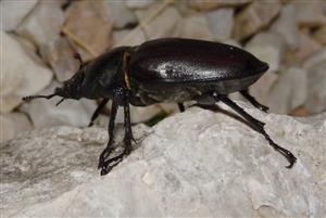 Lucanus cervus
