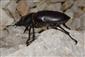 Lucanus cervus
