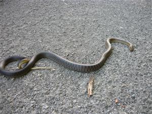 Elaphe longissima