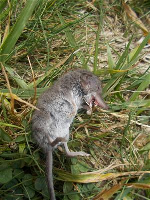 Crocidura leucodon