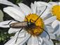 Aromia moschata moschata Linnaeus, 1758