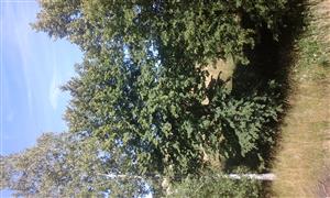 20150711_160338.jpg