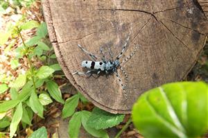 Rosalia alpina parenie, NPR Humenský Sokol, 14.7.2015, Šepeľa