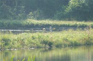 Ardea cinerea, Košarovské rybníky, 15.7.2015