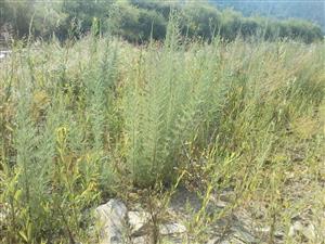 Myricaria germanica