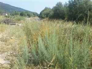 Myricaria germanica