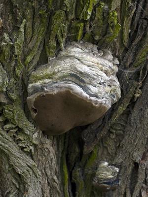 Phellinus ignarius