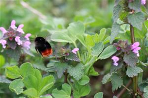 Bombus lapidarius (Linnaeus, 1758)