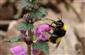Bombus haematurus KRIECHBAUMER, 1870