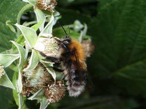 Bombus hypnorum (Linnaeus, 1758)