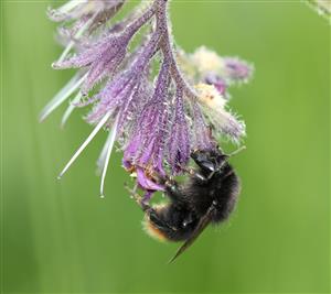 Bombus ruderarius (Muller, 1776)
