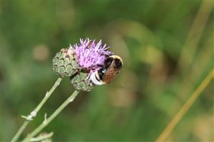 Bombus vestalis (GEOFFROY IN FOURCROY, 1785)
