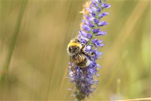 Bombus lucorum (Linnaeus, 1761)
