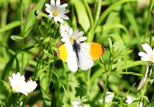 Anthocharis cardamines (Linnaeus, 1758)
