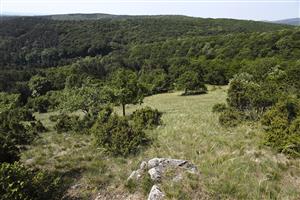 Biotop Parnassius mnemosyne, Orlie skaly - západná časť