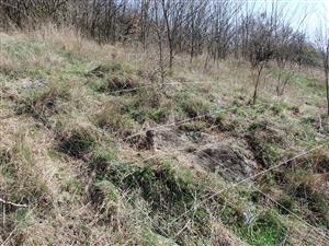 MP1 pre Pulsatilla grandis - ÚEV Veľký kopec