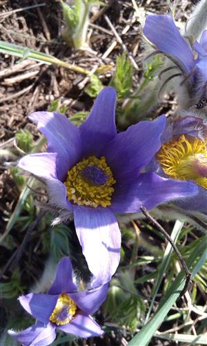 Pulsatilla grandis - ÚEV Veľký kopec