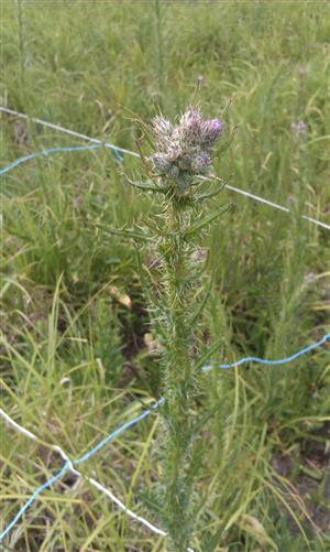 Cirsium brachycephalum - ÚEV Horešské lúky